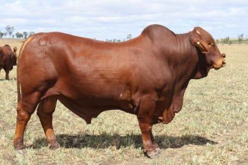 Crossbred cattle Droughmaster