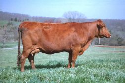 Red Angus crossbred cows