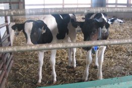 Thực trạng bệnh viêm tử cung ở bò sữa trong chăn nuôi nông hộ và một số phác đồ điều trị