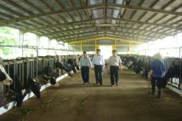 Nâng cao kỹ thuật sinh sản trong chăn nuôi bò sữa, bò thịt