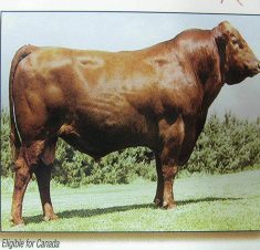 Giống bò Aberdeen Angus ( màu đỏ )