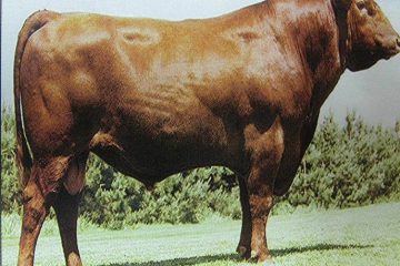 Giống bò Aberdeen Angus ( màu đỏ )