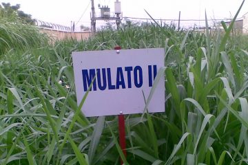 Hạt giống cỏ Mulato II