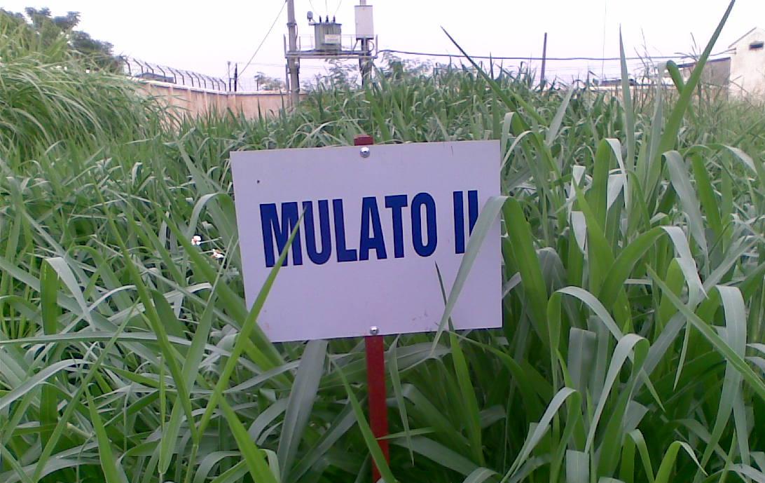Hạt giống cỏ Mulato II