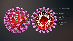 SARS-COV-2 CÓ KHẢ NĂNG XÂM NHẬP TẾ BÀO ĐỘNG VẬT TRONG MÔI TRƯỜNG PHÒNG THÍ NGHIỆM, VIỆN PIRBRIGHT THÔNG BÁO