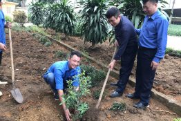 ĐOÀN THANH NIÊN TRUNG TÂM NGHIÊN CỨU BÒ VÀ ĐỒNG CỎ BA VÌ TRỒNG CÂY LƯU NIỆM CHÀO MỪNG KỶ NIỆM 90 NĂM THÀNH LẬP ĐOÀN TNCS HỒ CHÍ MINH