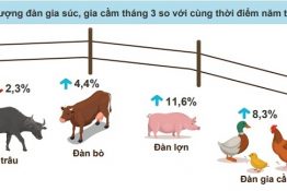 TÌNH HÌNH CHĂN NUÔI QUÝ I/2021