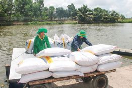 GIÁ THỨC ĂN TĂNG CAO, BỘC LỘ ĐIỂM YẾU CỦA NGÀNH CHĂN NUÔI